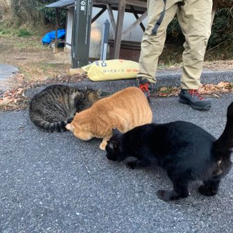 どこからともなく集まってくるネコちゃん達