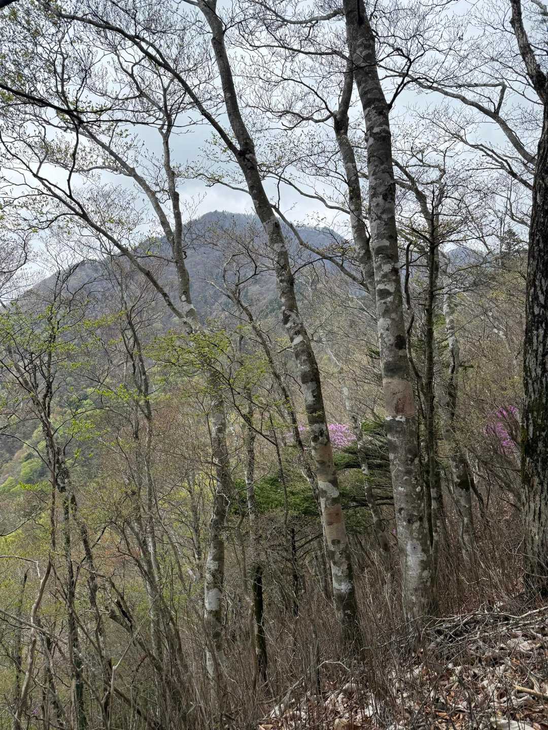 御正体山（道坂トンネル）の写真