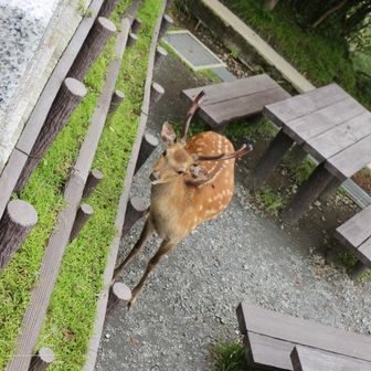 目が合った！