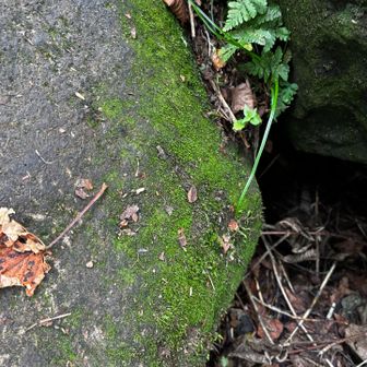 この岩の上の苔が滑る滑る💦　避けて歩くのに気を使いました😓