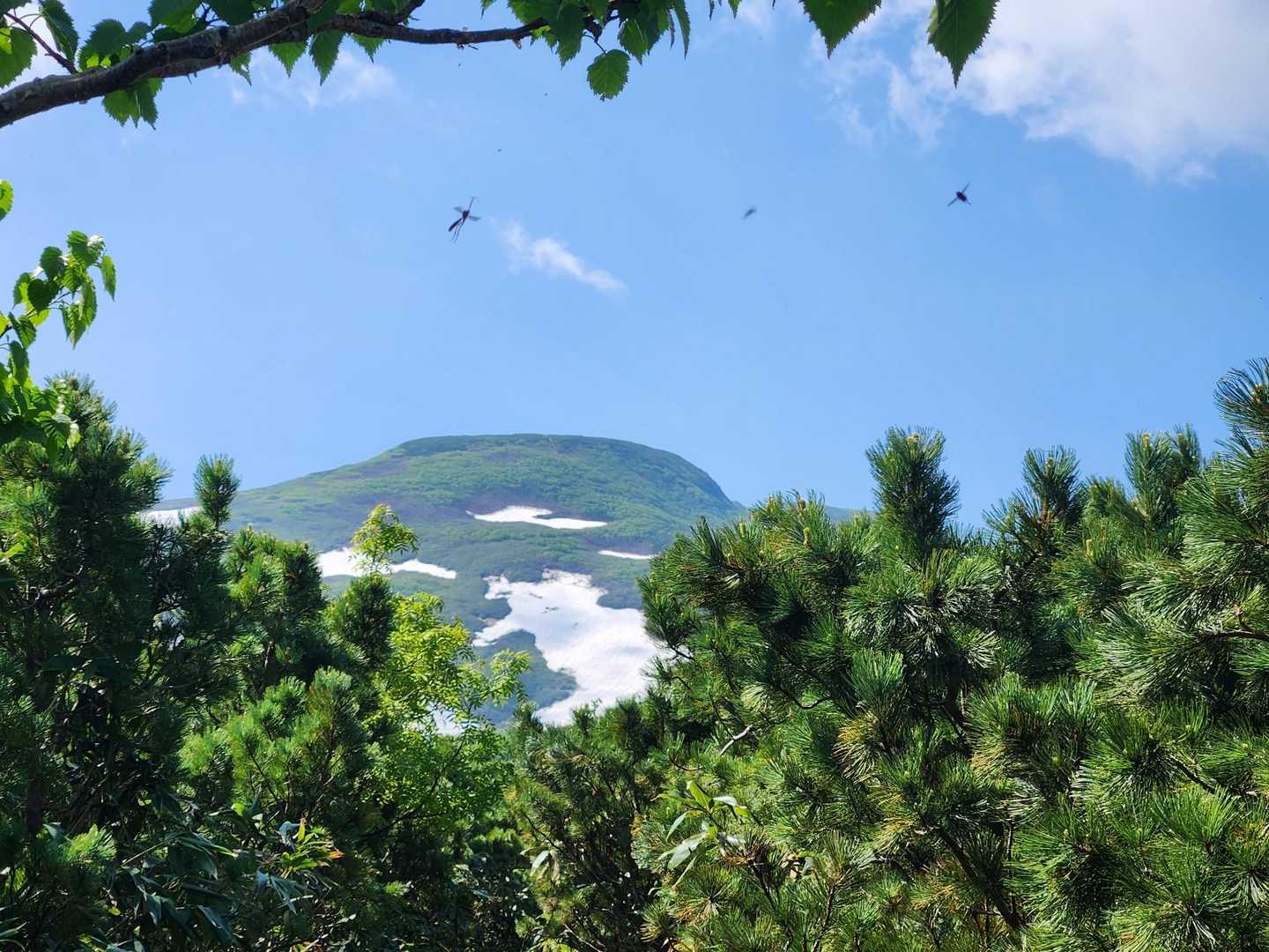暑寒別岳登山口-佐上台-暑寒別岳 往復コースの写真