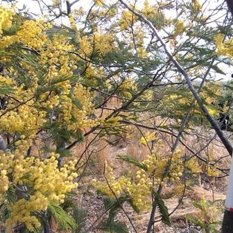 ミモザって、アカシヤ？なの？