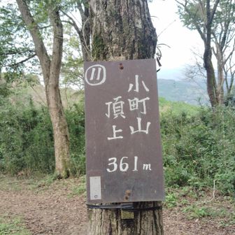 9座目：小町山
沢山の人がいあました。人気の山なのか？