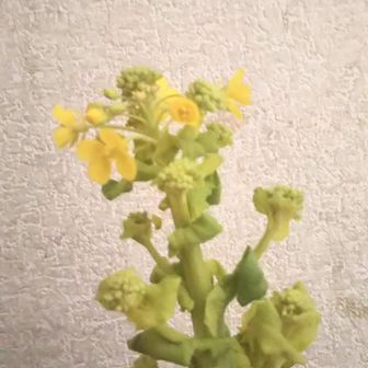 かりまる