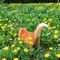 ねこ