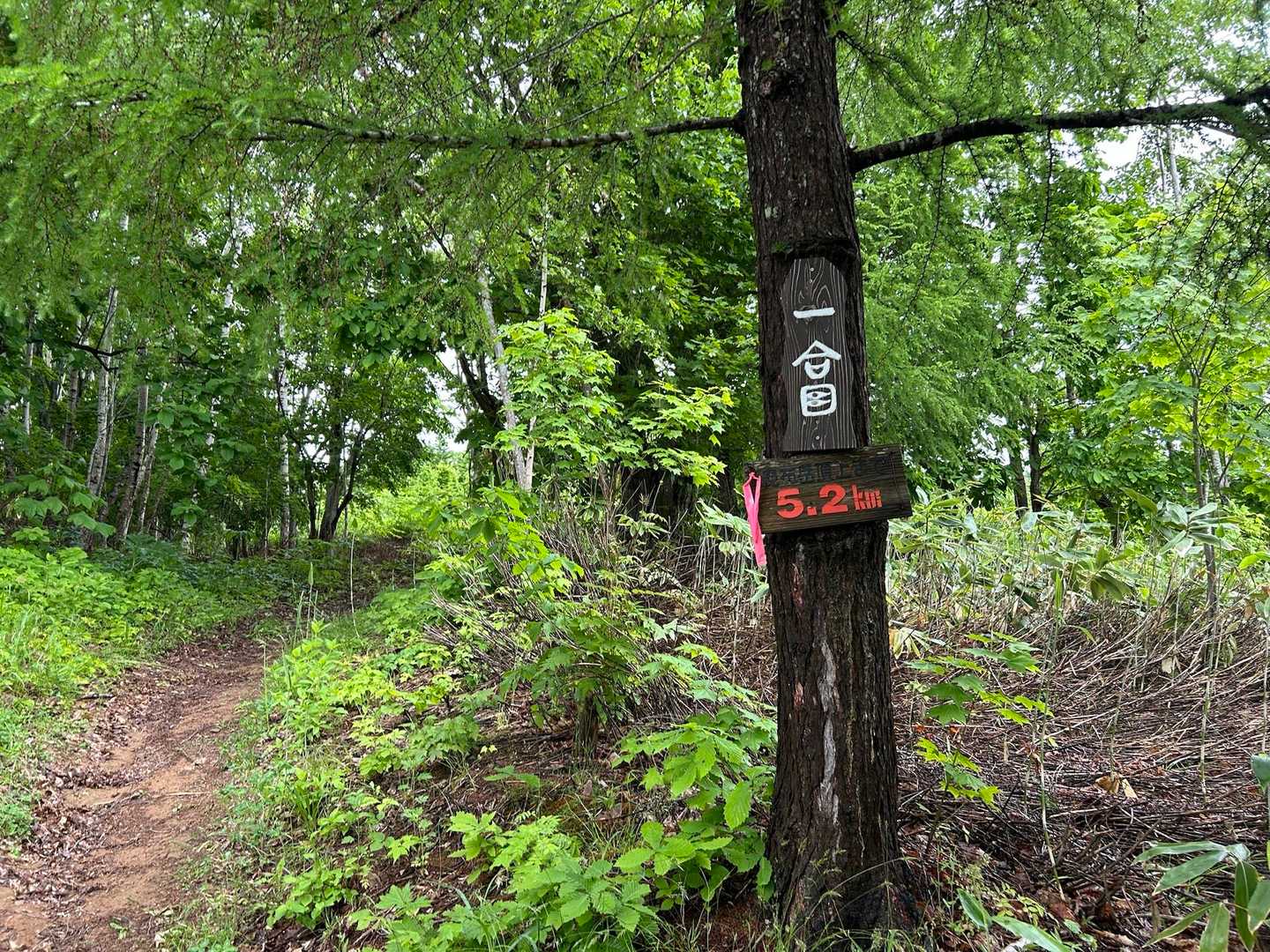 5.2kmかぁー長いな😅
登山道は整備されていてとても歩きやすい🚶‍♀️ありがたい🙏