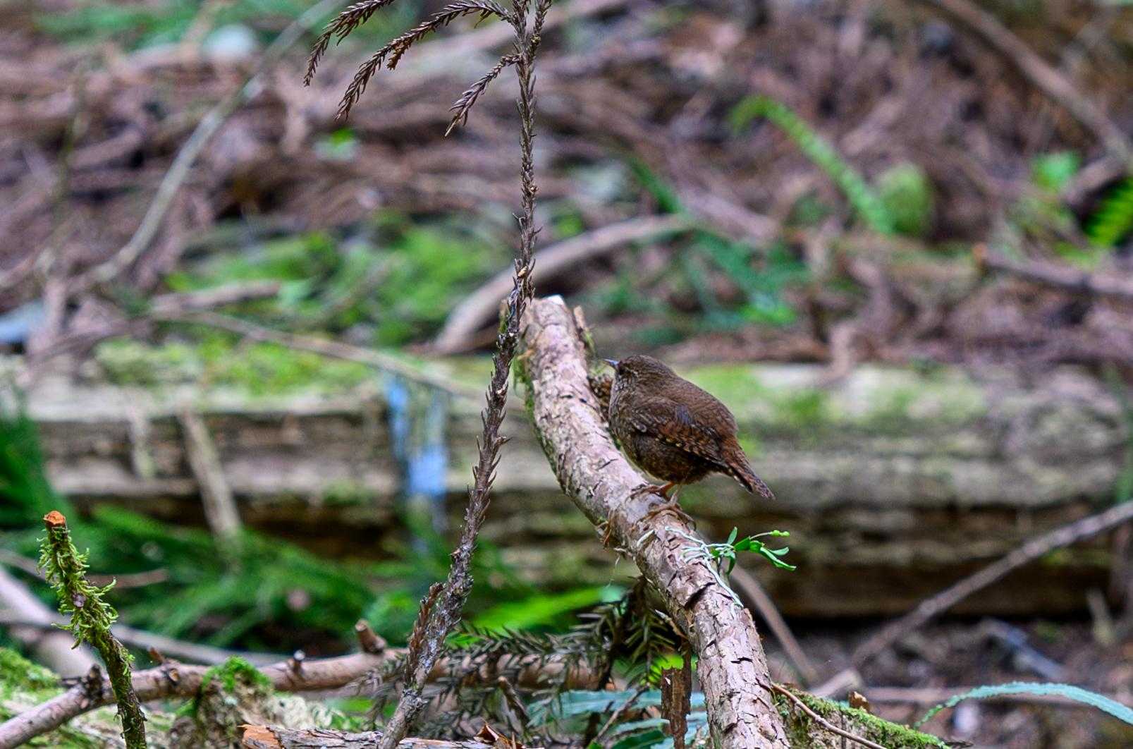 野鳥(ミソサザイ)の鳴き声が森中に響き渡っていたので、探してみたら発見。