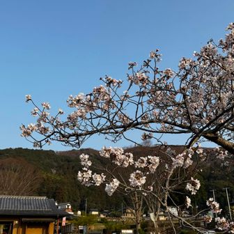 桜が良い感じである。
春ですね〜。