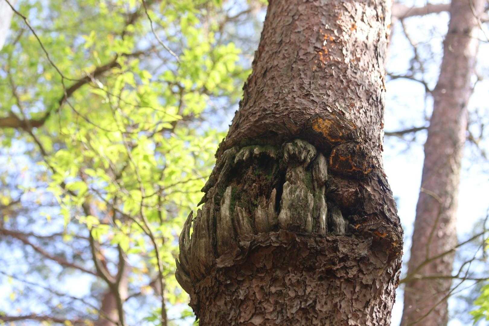怪獣の口