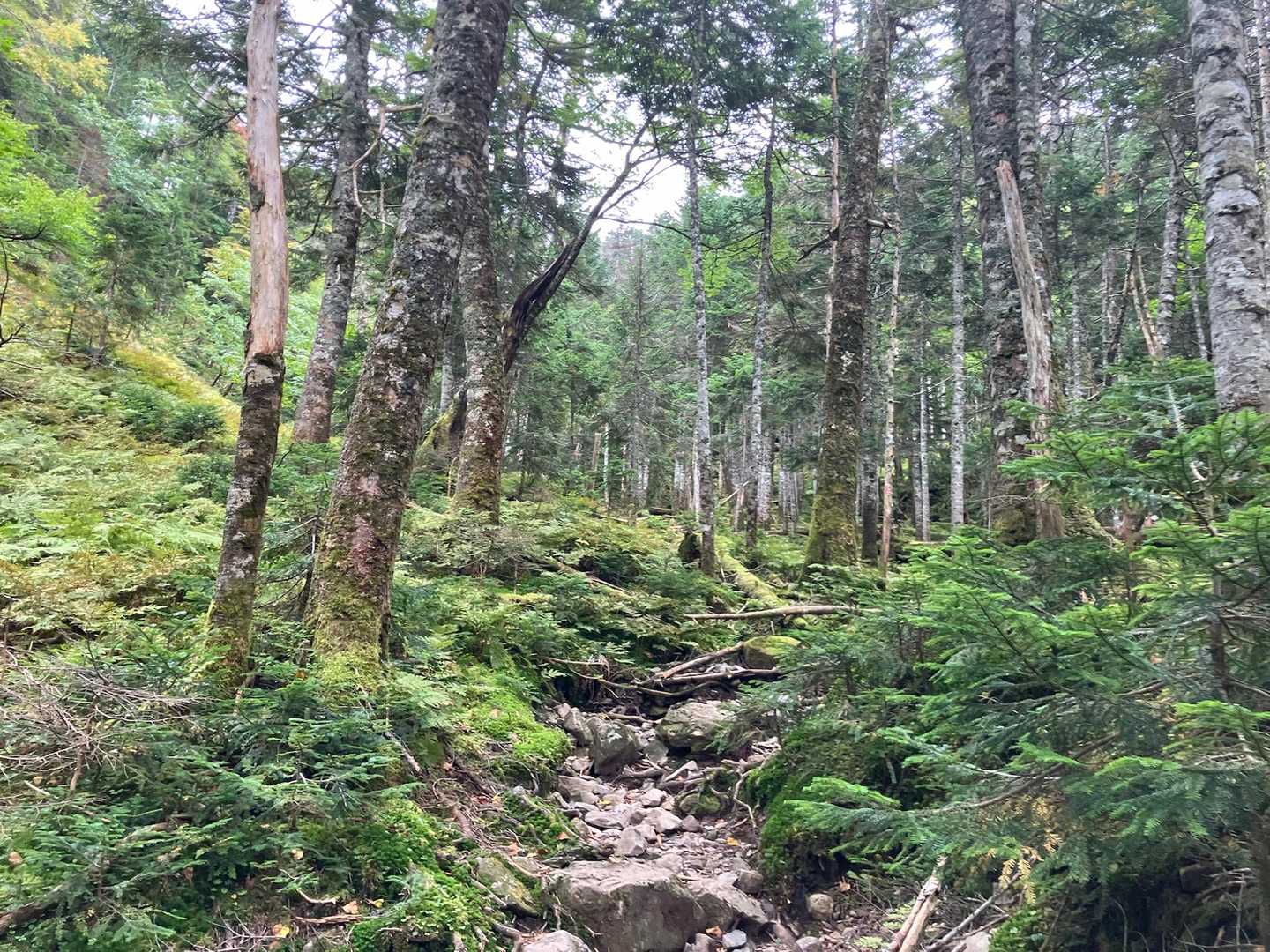 茶臼岳登山口-ヤレヤレ峠-茶臼岳-仁田池-希望峰-易老岳- 往復コースの写真