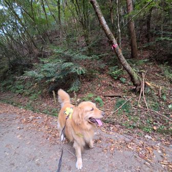 分かりにくい兎岩登山口☝️