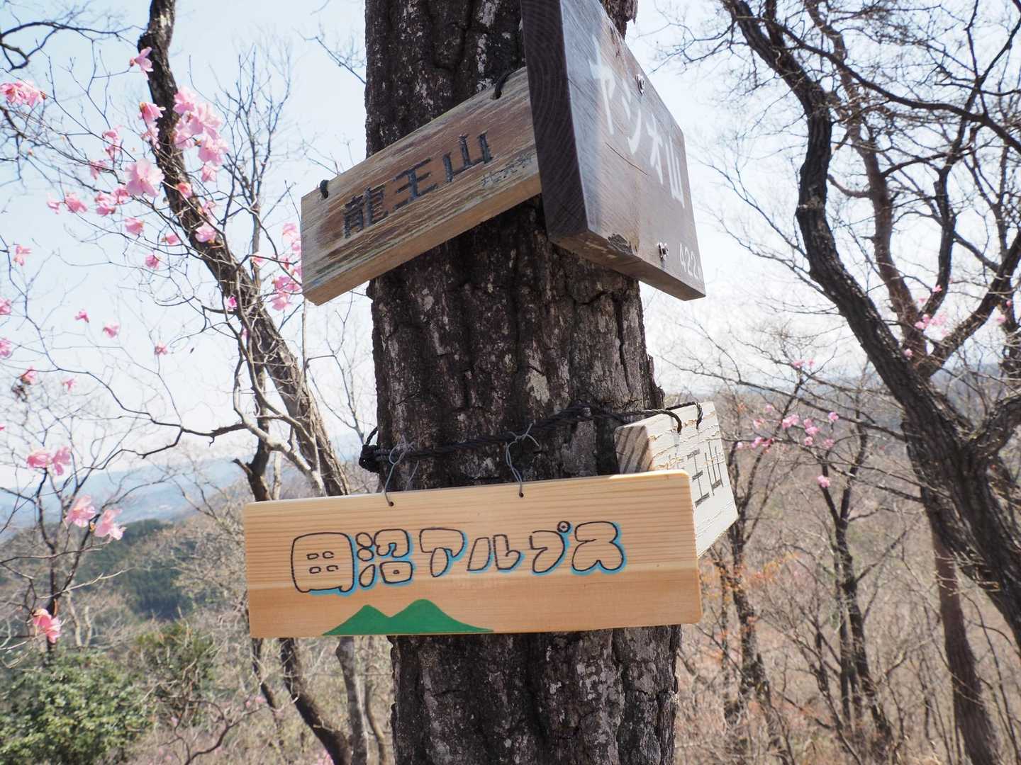 元々は龍王山だったらしい。ヤシオ山とか田沼アルプスとか、どんどん新しい名前ついて💦と地元のグループの方。アカヤシオも周りを踏まれて枯れてる木もあるそうです。オーバーツーリズムの弊害ですよね。ごめんなさい。私も来てしまいました。