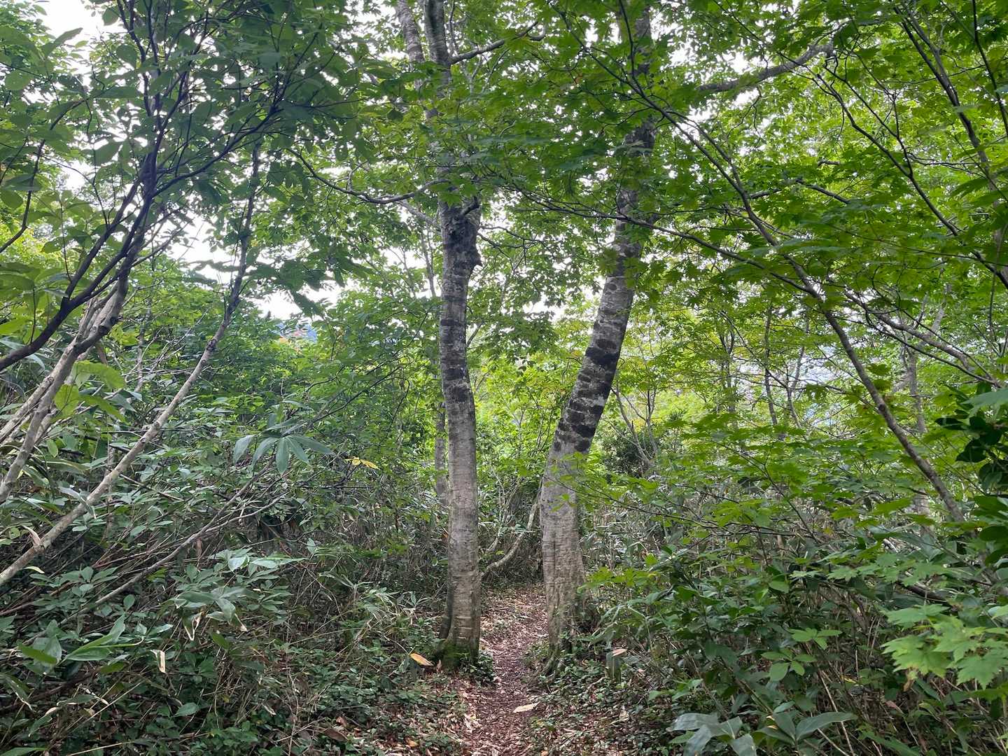 二つの木の間を通る登山道がいい感じです。
