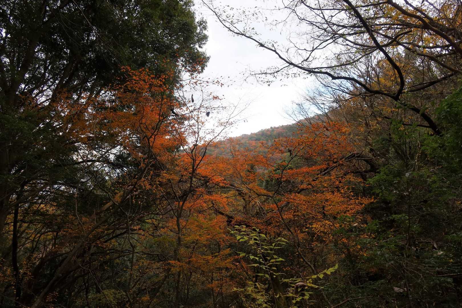 鮮やかな朱色の紅葉