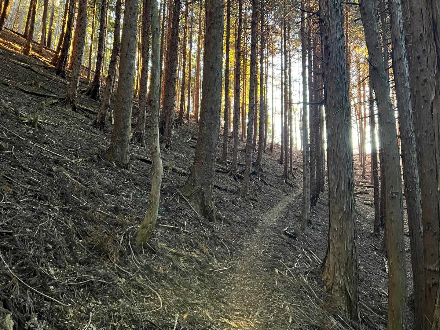 歩き易い登山道