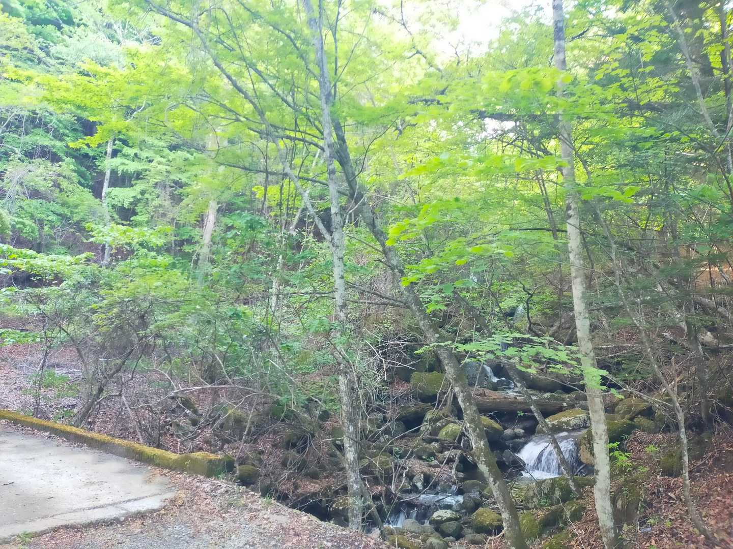 三ッ峠山登山口-大幡八丁峠-清八山-清八峠-本社ヶ丸 往復コースの写真