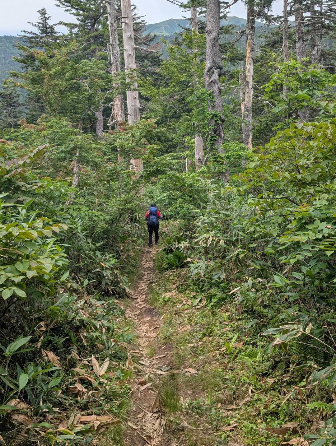 穏やかな登山道が続きます。