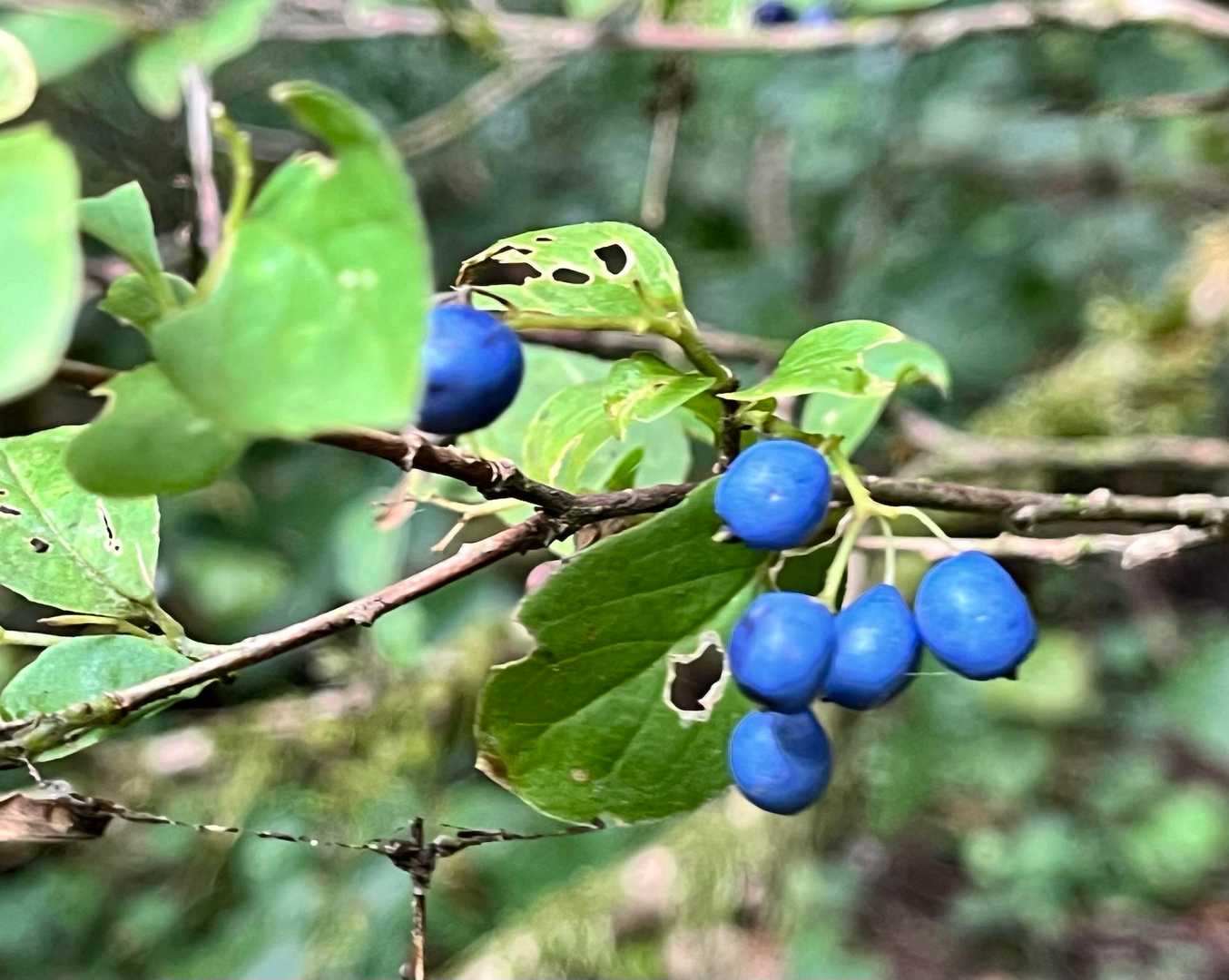 サワフタギ