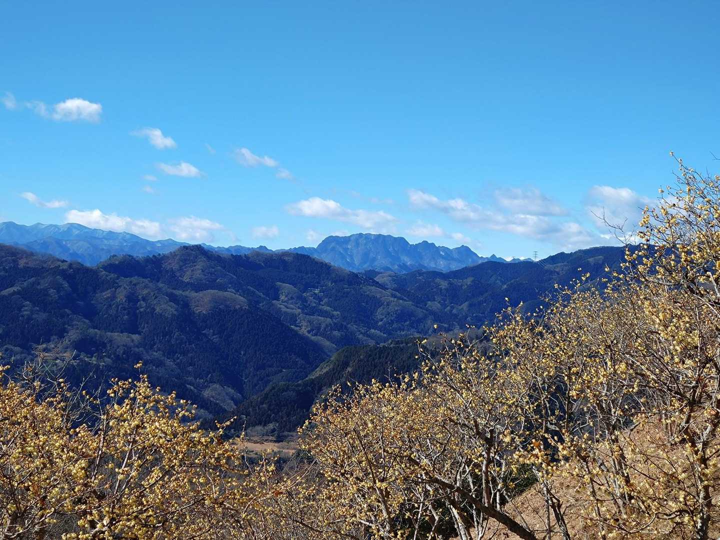蝋梅と両神山