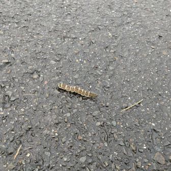 歩道を横切ってた