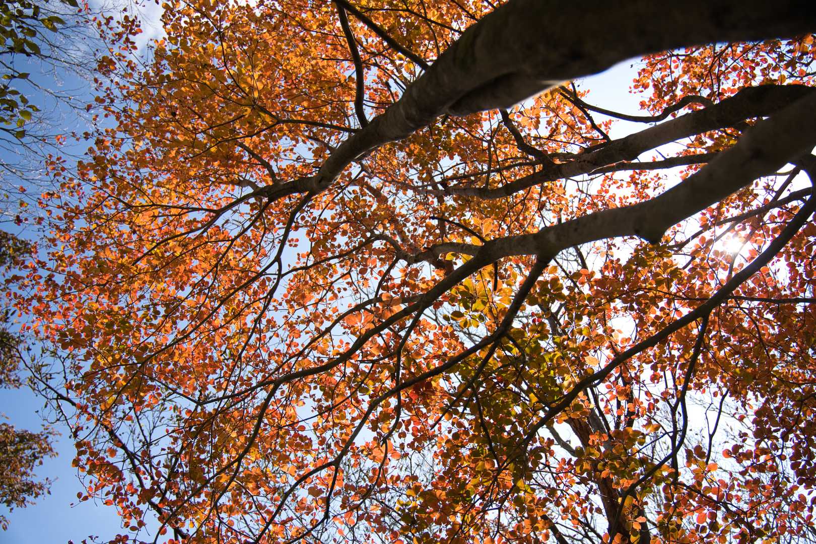 金時神社入口バス停-金時山-長尾山-丸岳-桃源台駅 縦走コースの写真