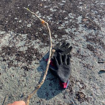 この山を登るのに必需品なアイテム。クモの巣取りの棒（拾った木）とロープつかむ用のゴムラバー手袋です。時期にもよりますね。