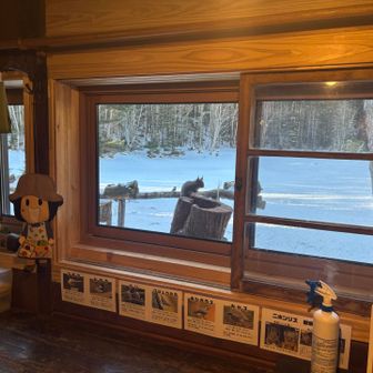 こちらには別のリスも🥰
あらかわいい🥰

ずーっと
「なああぁぁぁーーーー」って
言ってます🥰