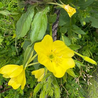 メマツヨイグサ
花がきれいに開いているのは珍しいです
