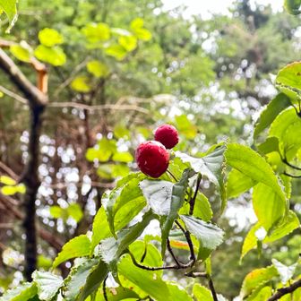 ヤマボウシの実、初めて実物を見た🔴