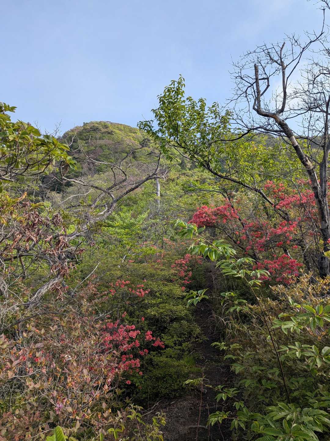 雨乞山-小野子山-中ノ岳-十二ヶ岳 往復コースの写真