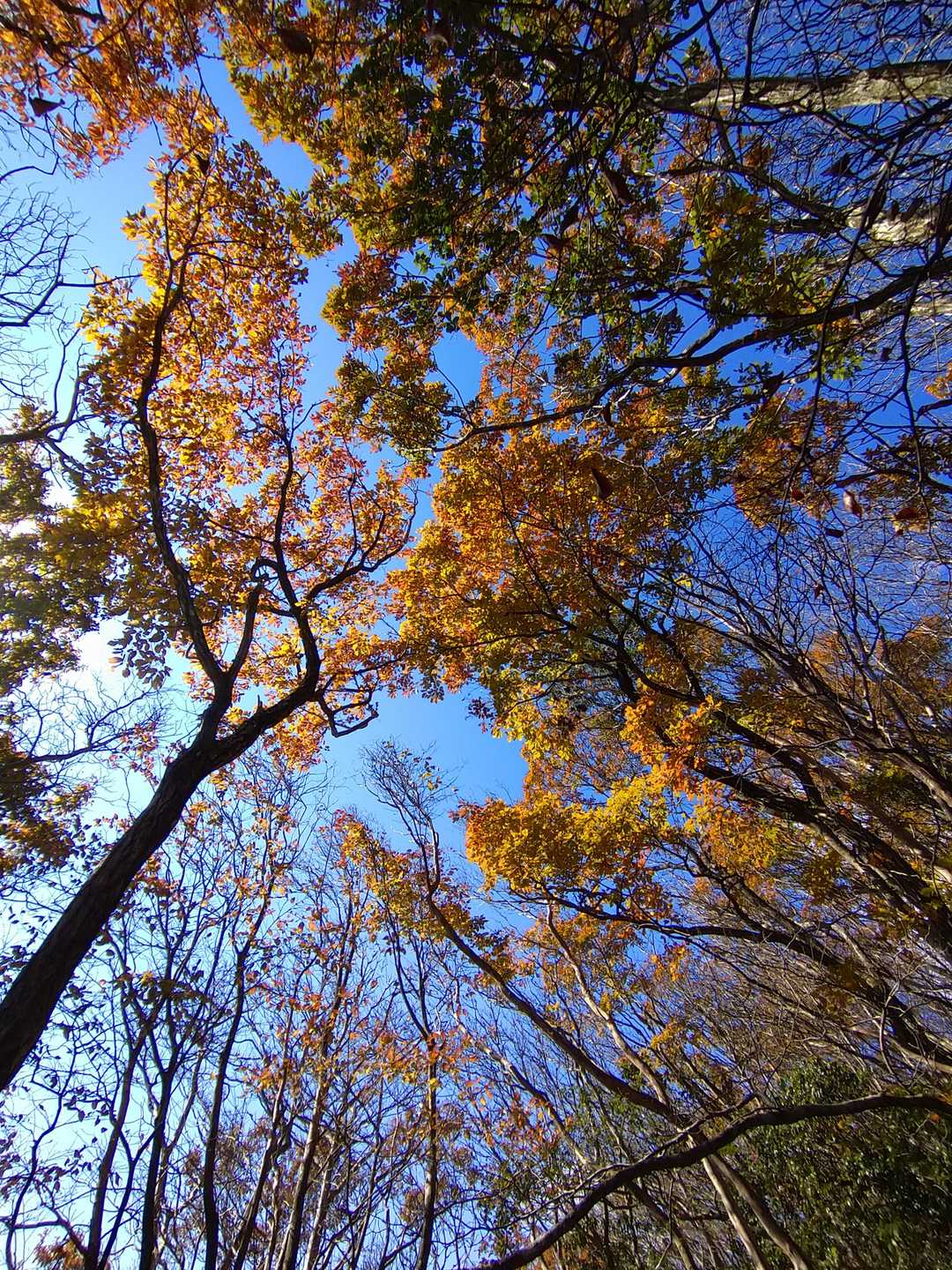 秋の空は高い。
