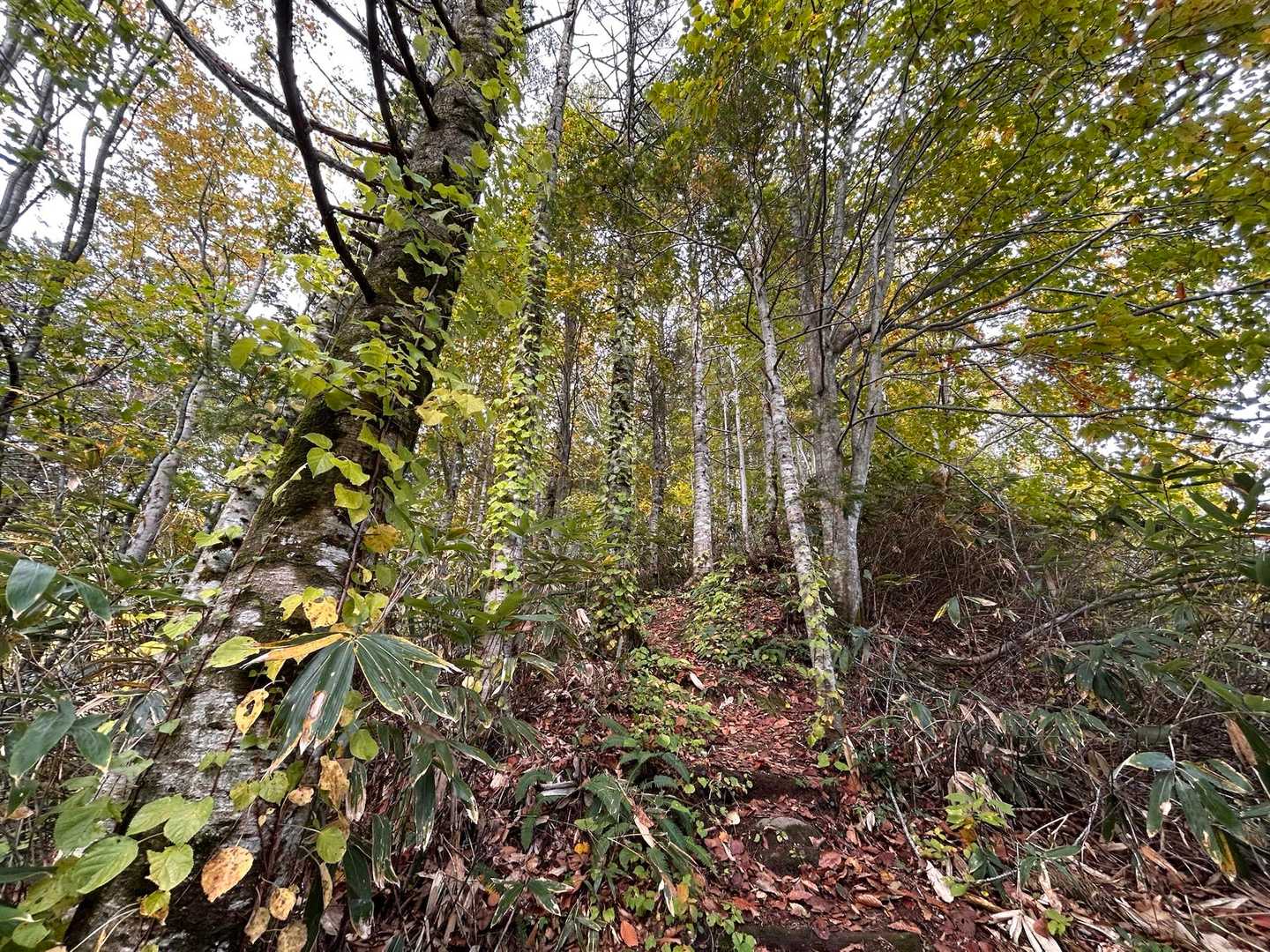 いきなり急登続き💦
深川の音江連山で最初に登る剣山を思い出す

