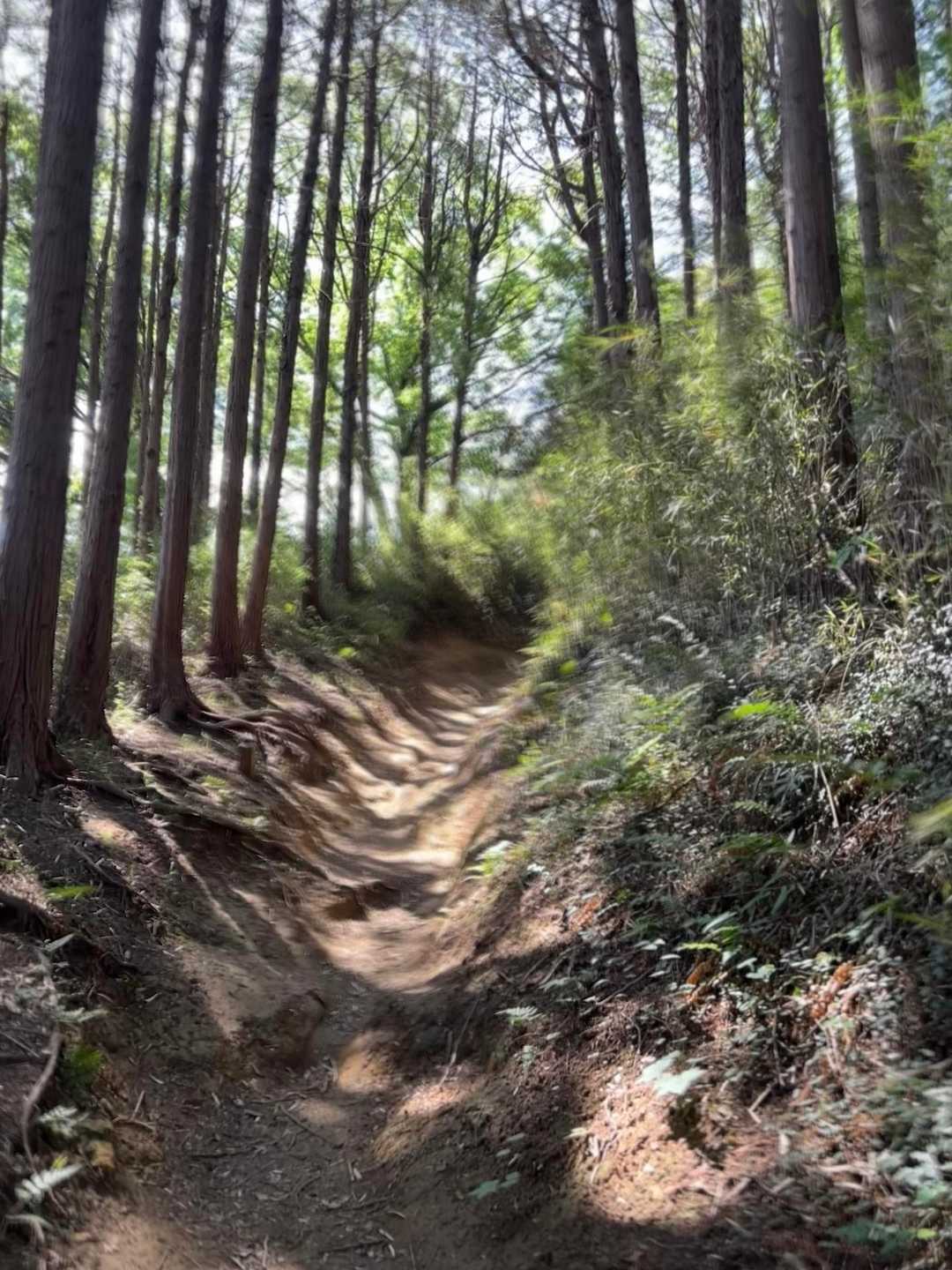 こんな道歩きます🚶