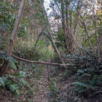 登山口を入るといきなり木が道を塞ぎ、その先も笹が茂っていて、不安になる···