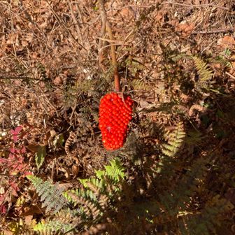 なんか🟥赤いの