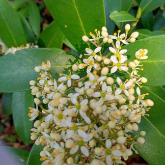 可愛い🪷
山奥なのに鈴なりになって咲いていました😆🌼🌿