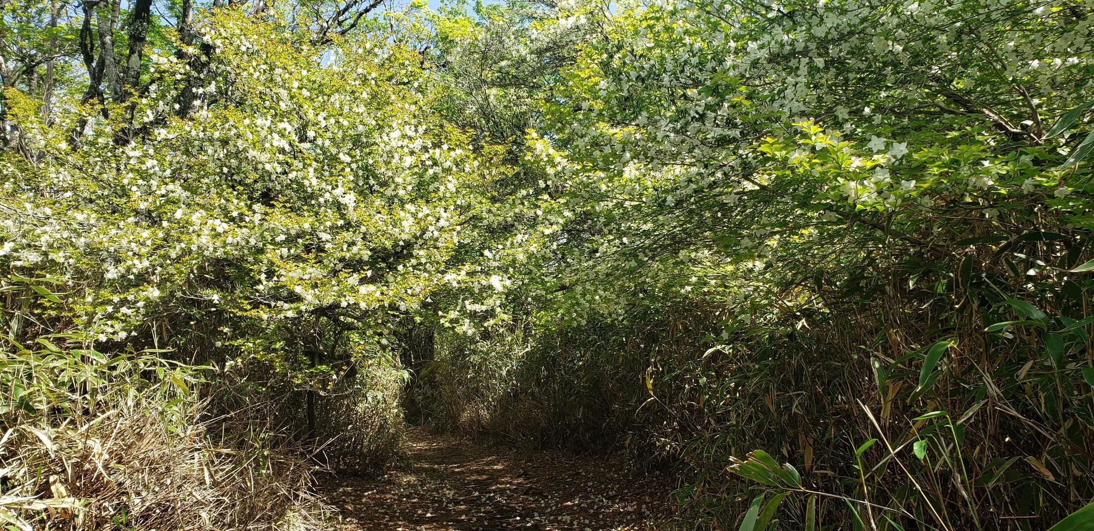 岩岳の写真