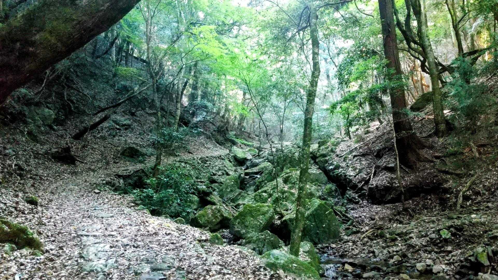 これが柳生街道、石畳の道です。結構ゴツゴツして歩きにくかった😅でも石畳なかったらもっと歩きにくい山道だったのだと思います。昔の人々の石畳を作った苦労が偲ばれます。