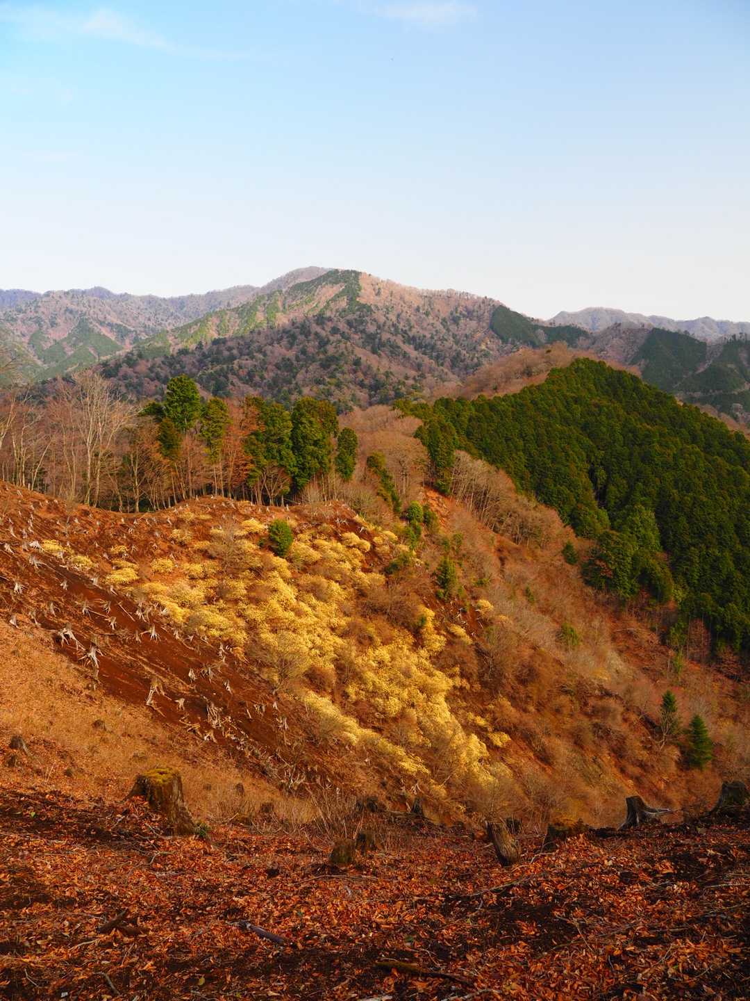 斜面にミツマタが沢山
