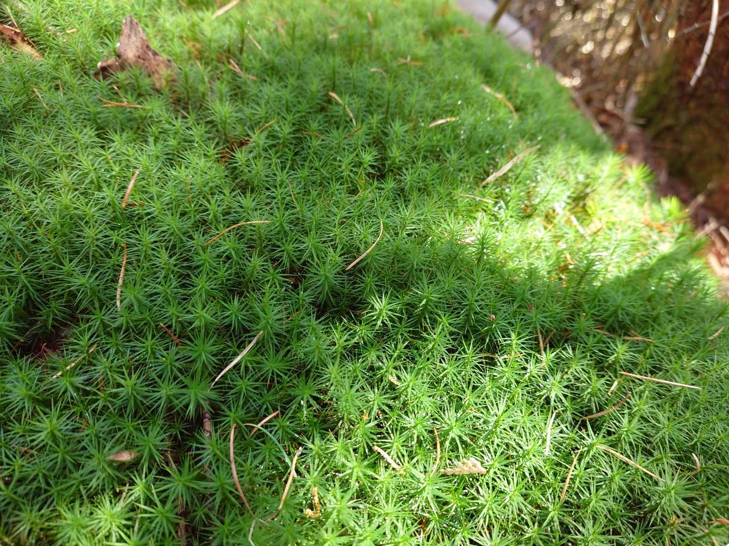 苔ぇ〜〜
鮮やかなグリーン👍