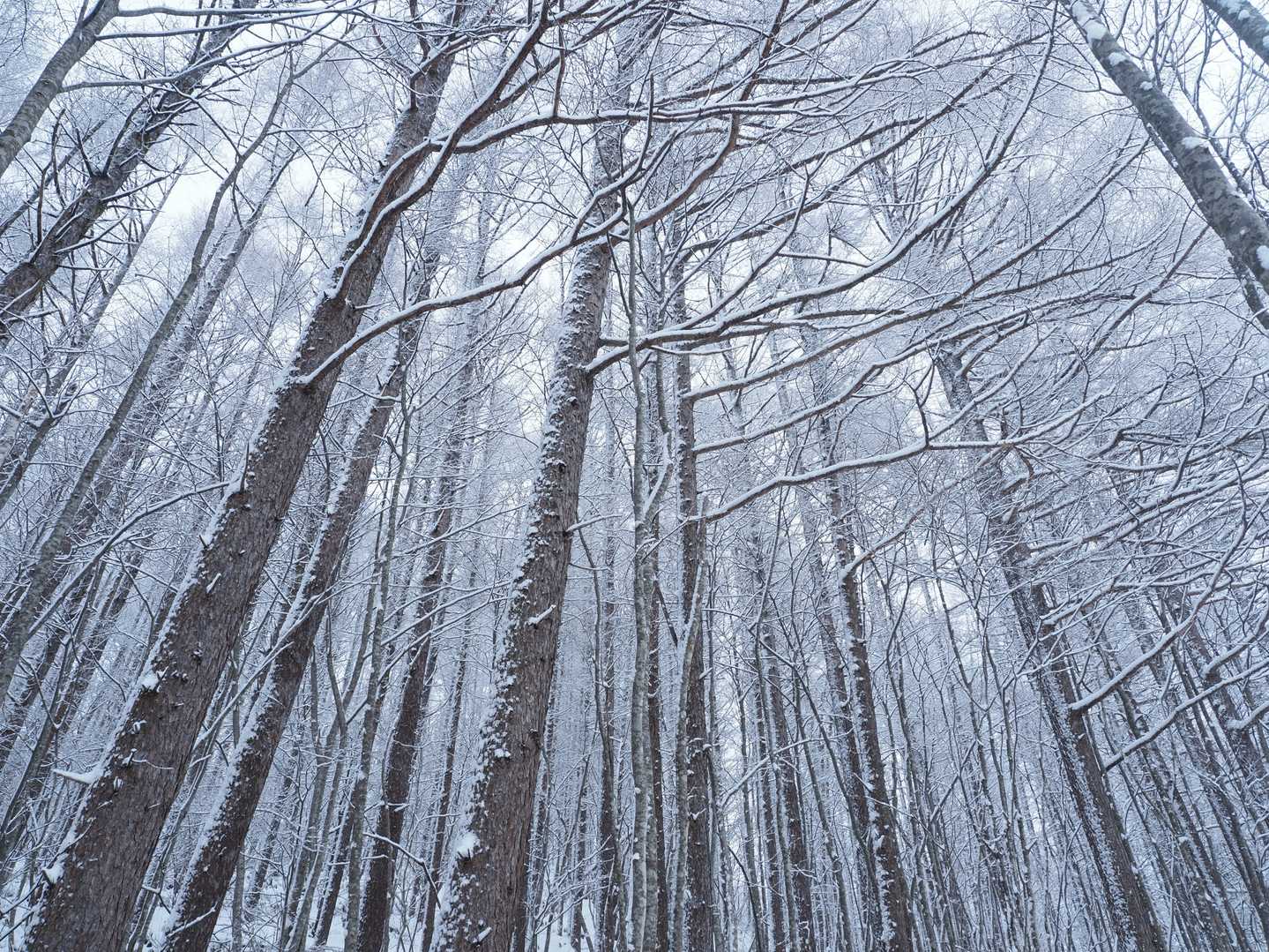 雪を纏ったカラマツ林°˖✧