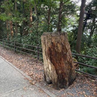 あれ？切り株アートは？？
ネタ切れ？？