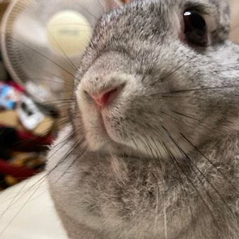 カブトヤマゾウ