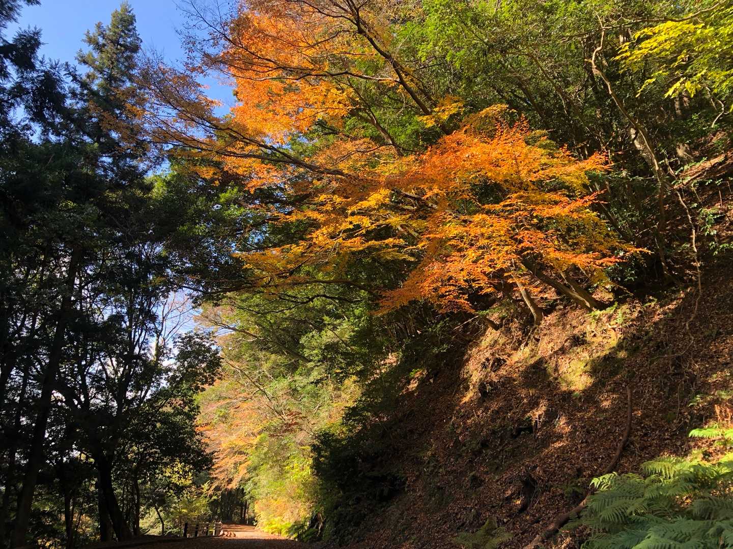 あ、紅葉🍁してる😳