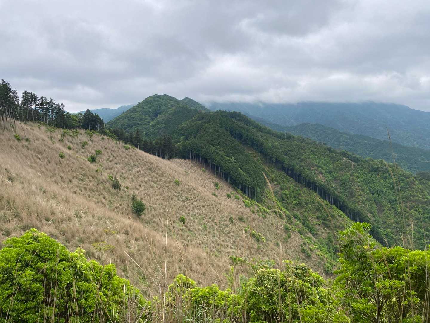 振り返って、高見山方面。手前は伐採跡地にススキがびっしり。秋は美しいだろうなあ。
実はススキを見て歩いてたら、北尾根の主稜線を外して少し下ってきてしまった😓