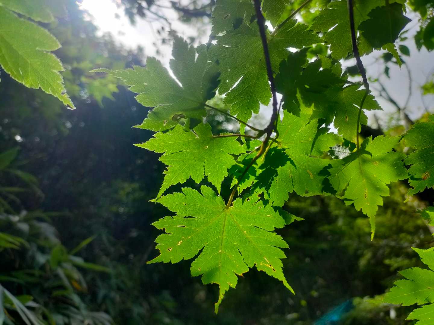 紅葉前もかわいい