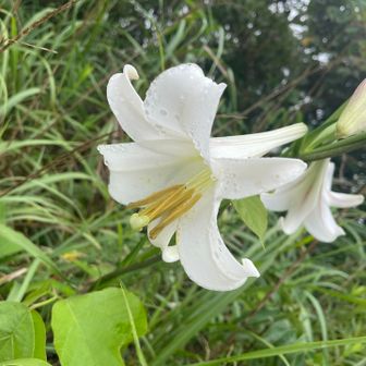 固有種がお出迎え
習ったけど、やはり覚えられず！