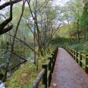 この辺りはハンノキとヤナギが多く紅葉は少ない