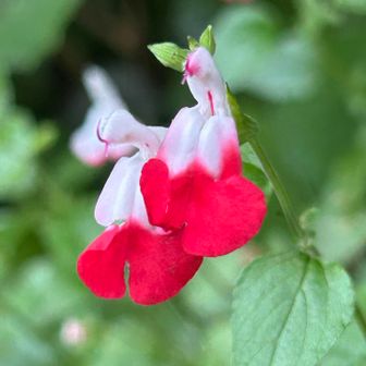 チェリーセージ
植えてくれてあるやつね