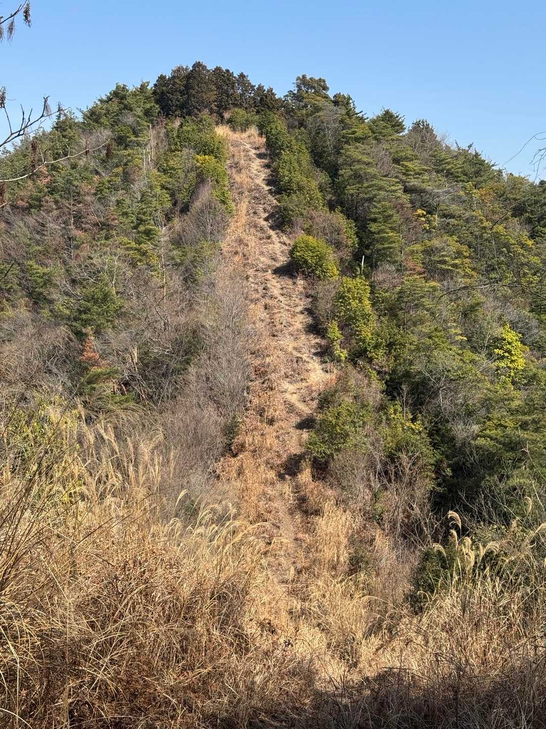 ラストの金見山への急登。